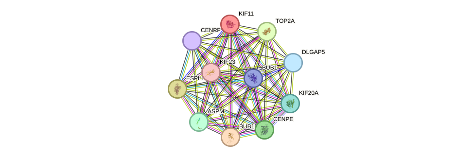 STRING protein interaction network