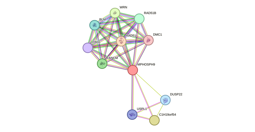 STRING protein interaction network