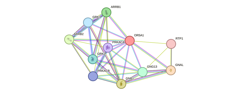 STRING protein interaction network