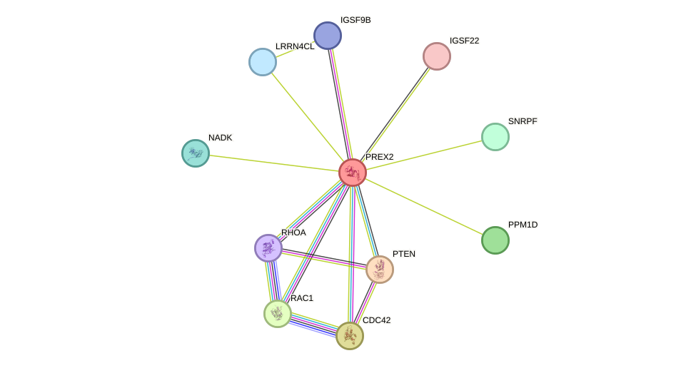STRING protein interaction network