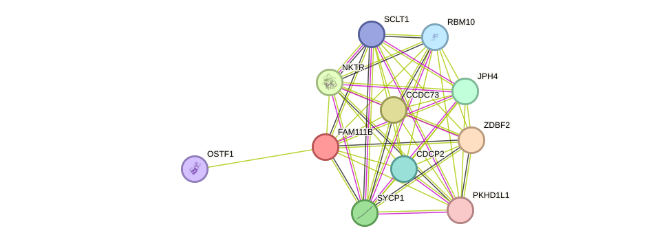 STRING protein interaction network