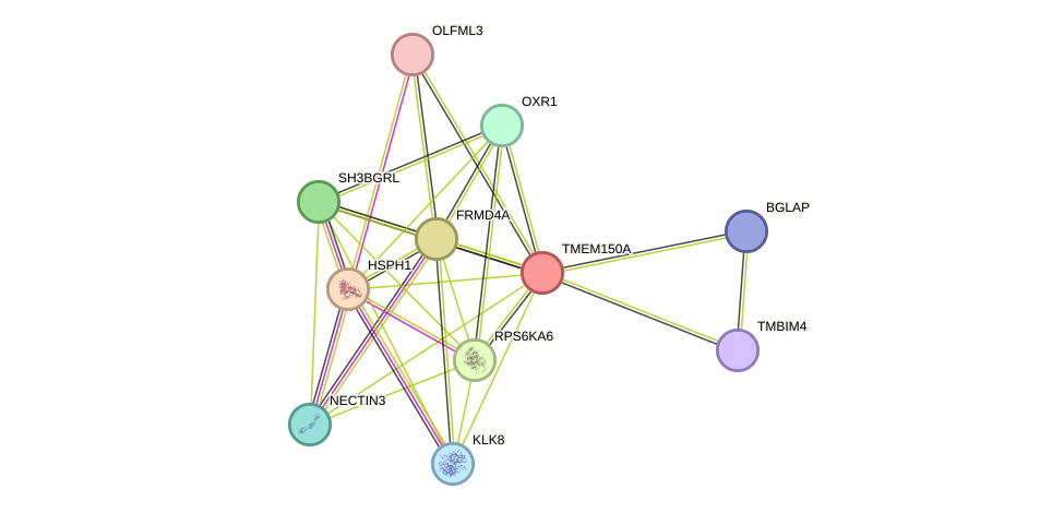 STRING protein interaction network