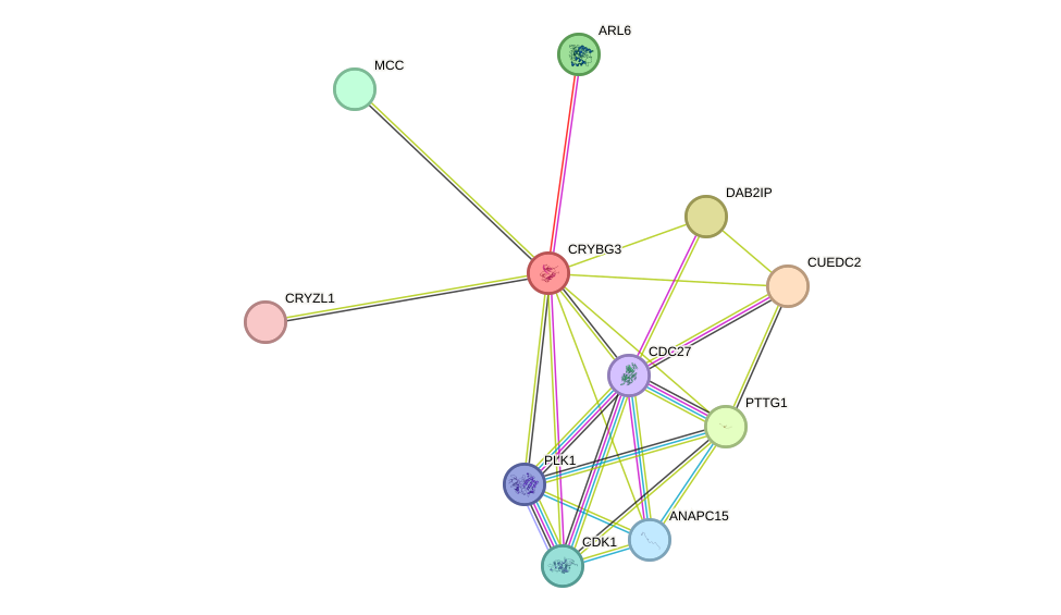 STRING protein interaction network