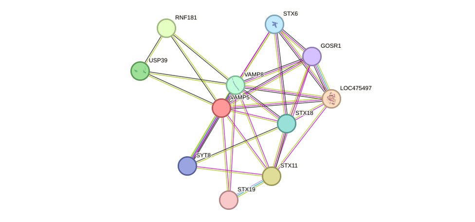 STRING protein interaction network