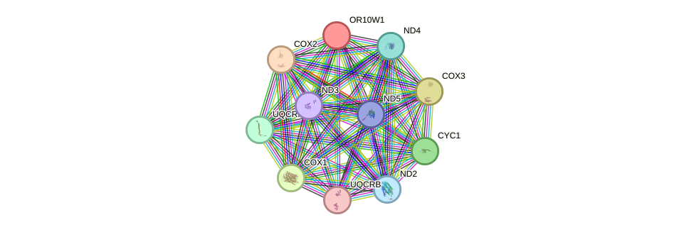 STRING protein interaction network
