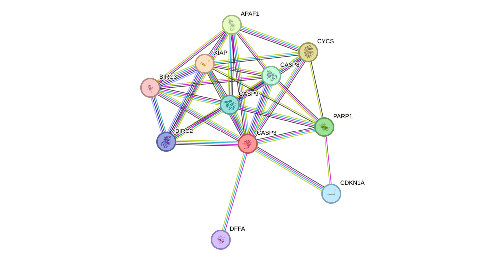 STRING protein interaction network