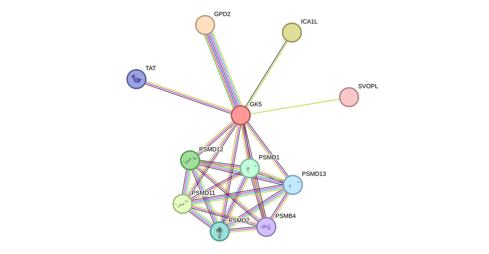 STRING protein interaction network