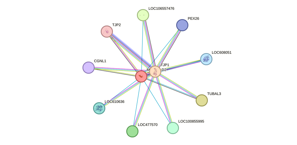 STRING protein interaction network