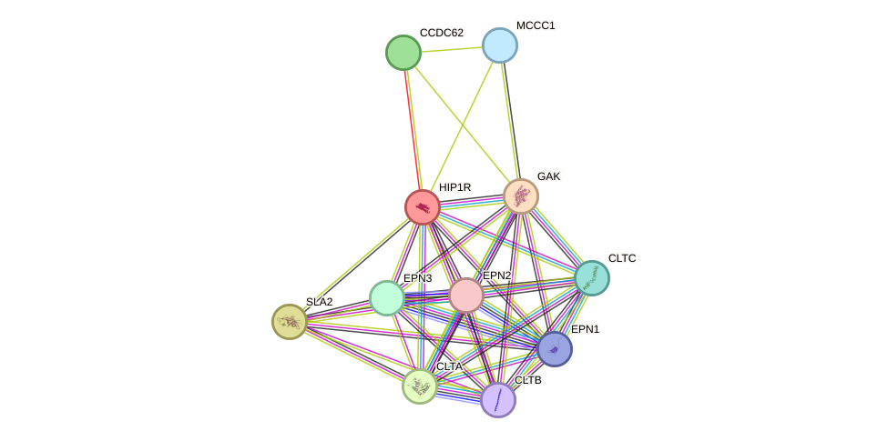 STRING protein interaction network