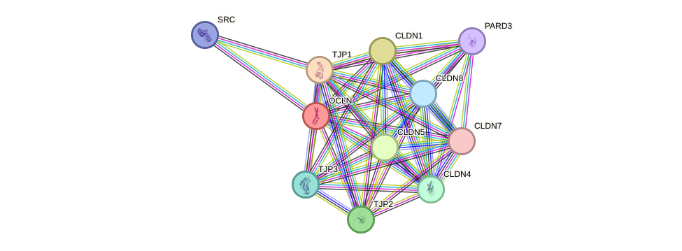 STRING protein interaction network