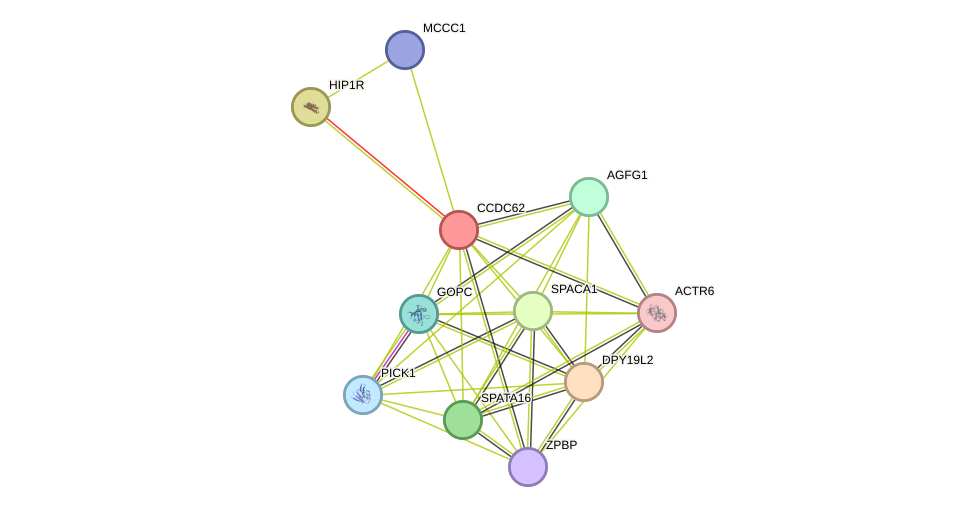 STRING protein interaction network