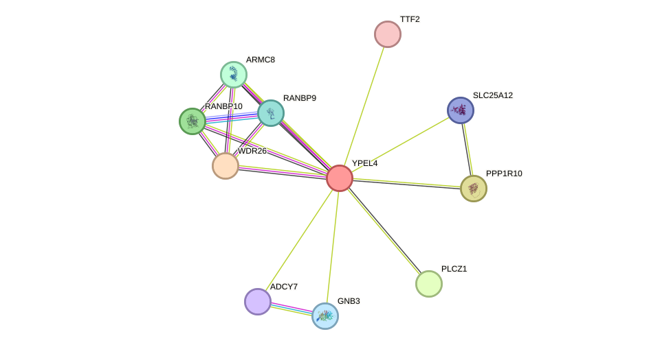 STRING protein interaction network