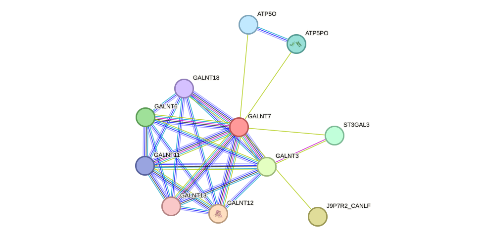 STRING protein interaction network