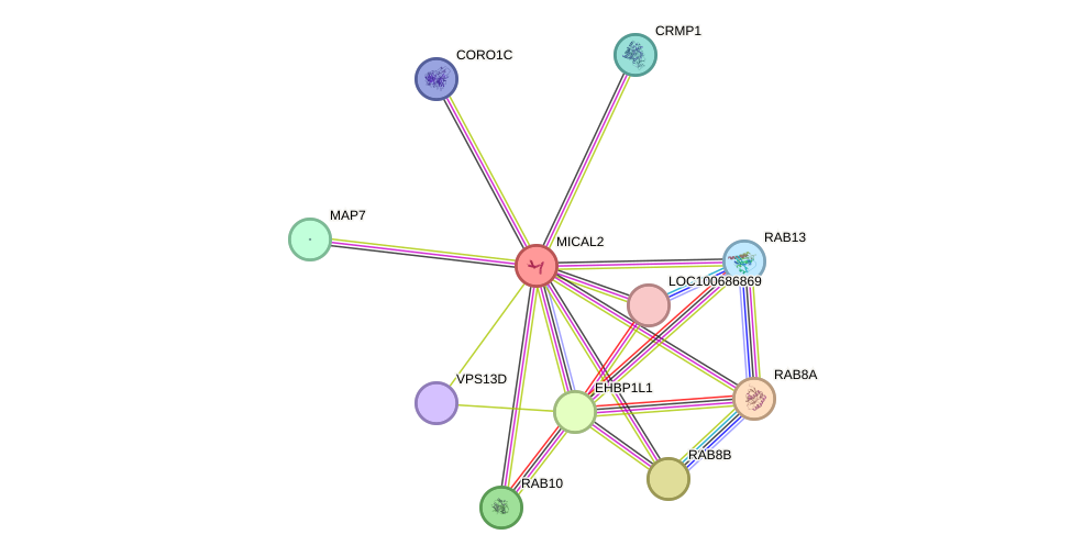 STRING protein interaction network