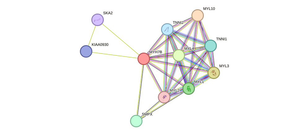 STRING protein interaction network