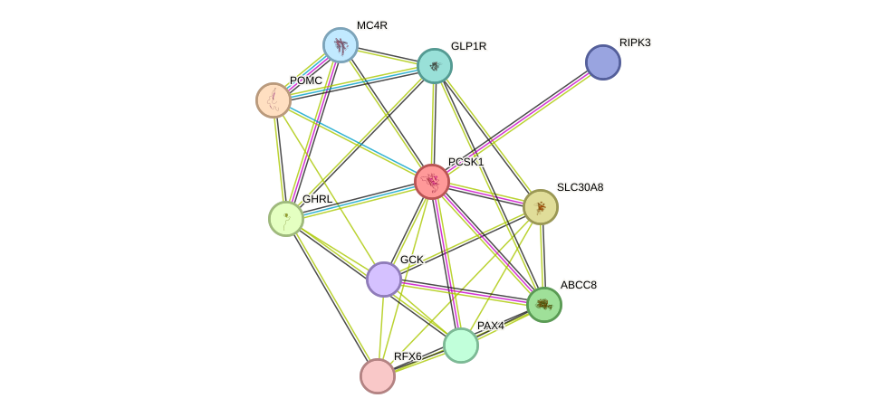 STRING protein interaction network