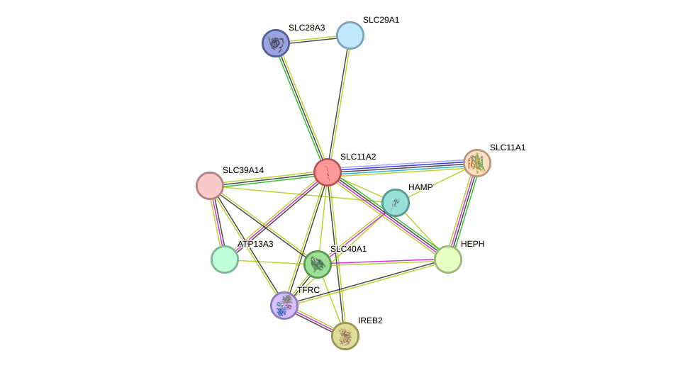 STRING protein interaction network