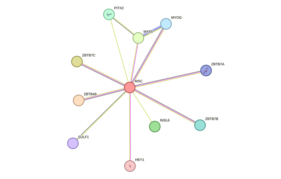 STRING protein interaction network
