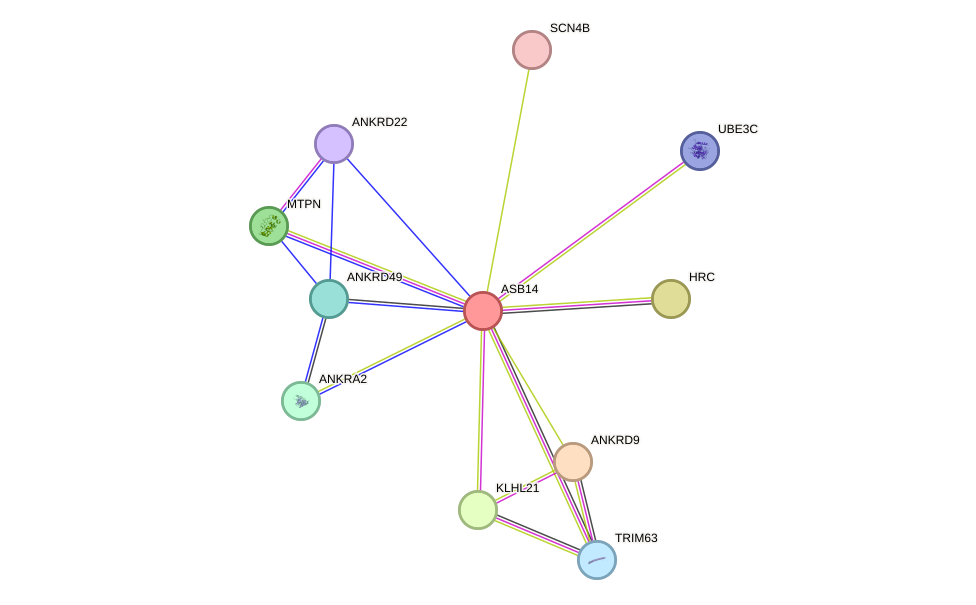 STRING protein interaction network