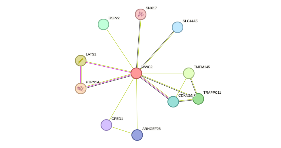 STRING protein interaction network