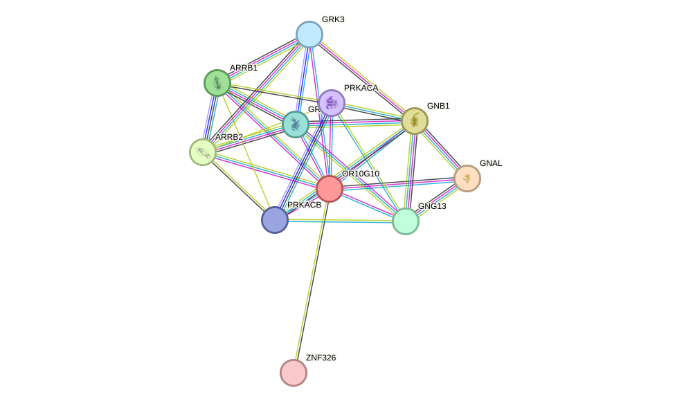 STRING protein interaction network