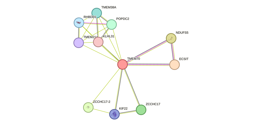 STRING protein interaction network