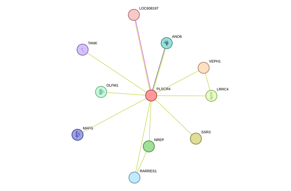 STRING protein interaction network