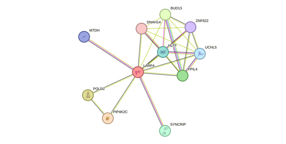 STRING protein interaction network