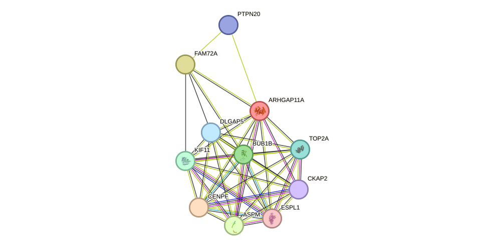 STRING protein interaction network