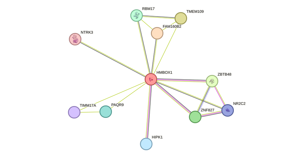 STRING protein interaction network