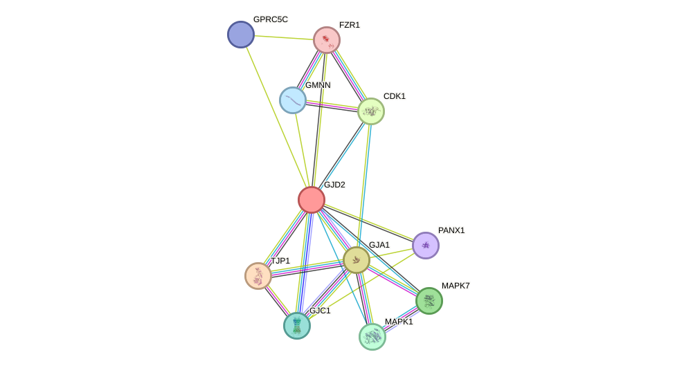 STRING protein interaction network