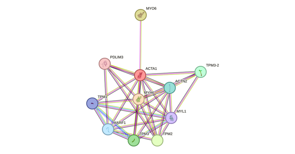 STRING protein interaction network
