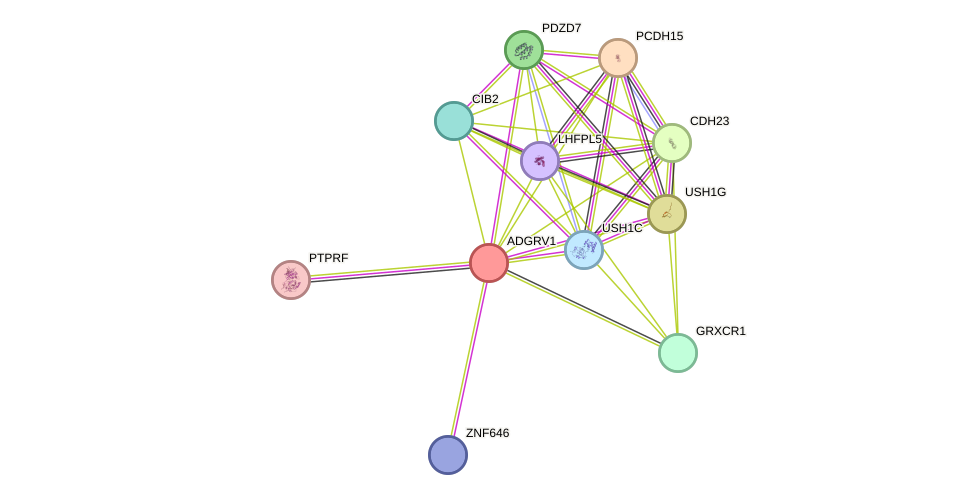 STRING protein interaction network