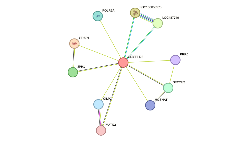 STRING protein interaction network