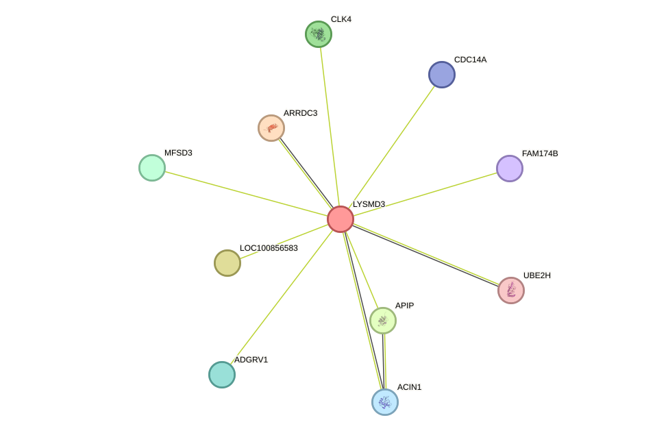 STRING protein interaction network
