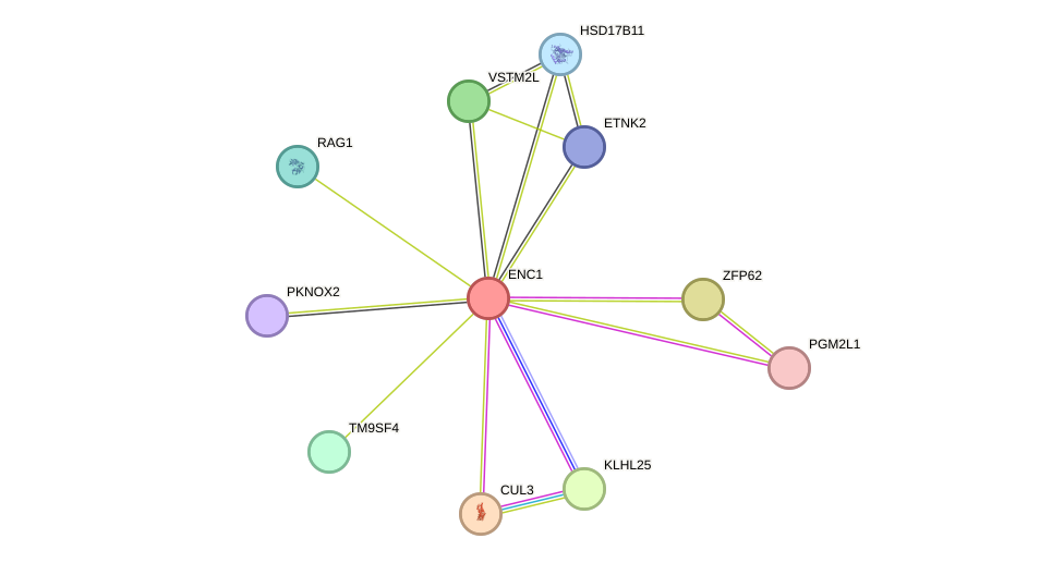 STRING protein interaction network