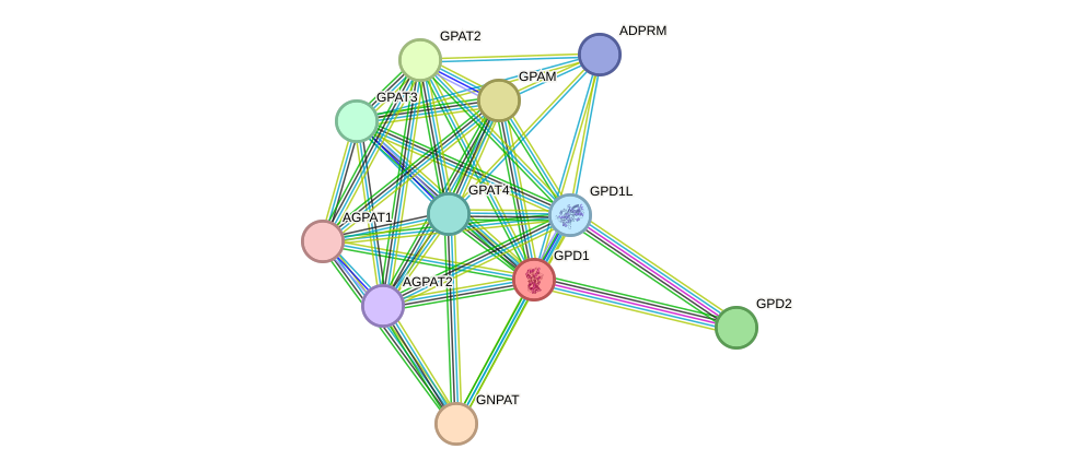 STRING protein interaction network