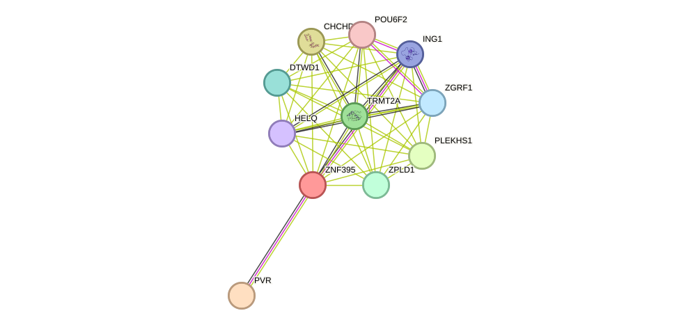 STRING protein interaction network