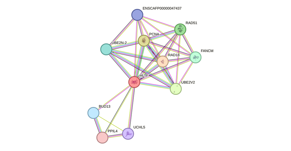 STRING protein interaction network