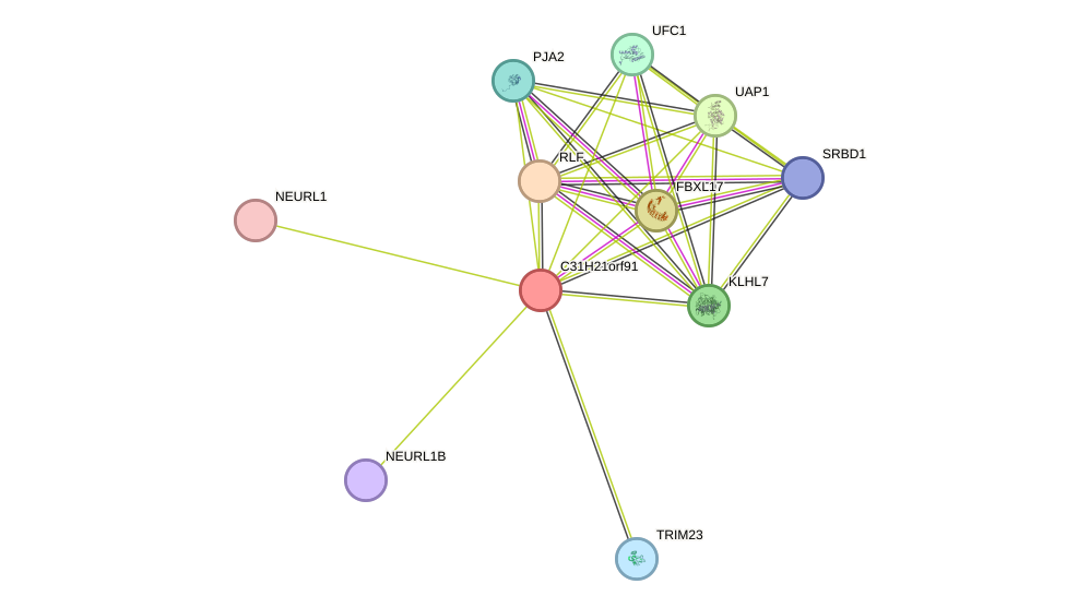 STRING protein interaction network