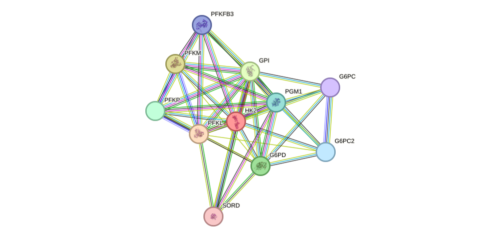 STRING protein interaction network