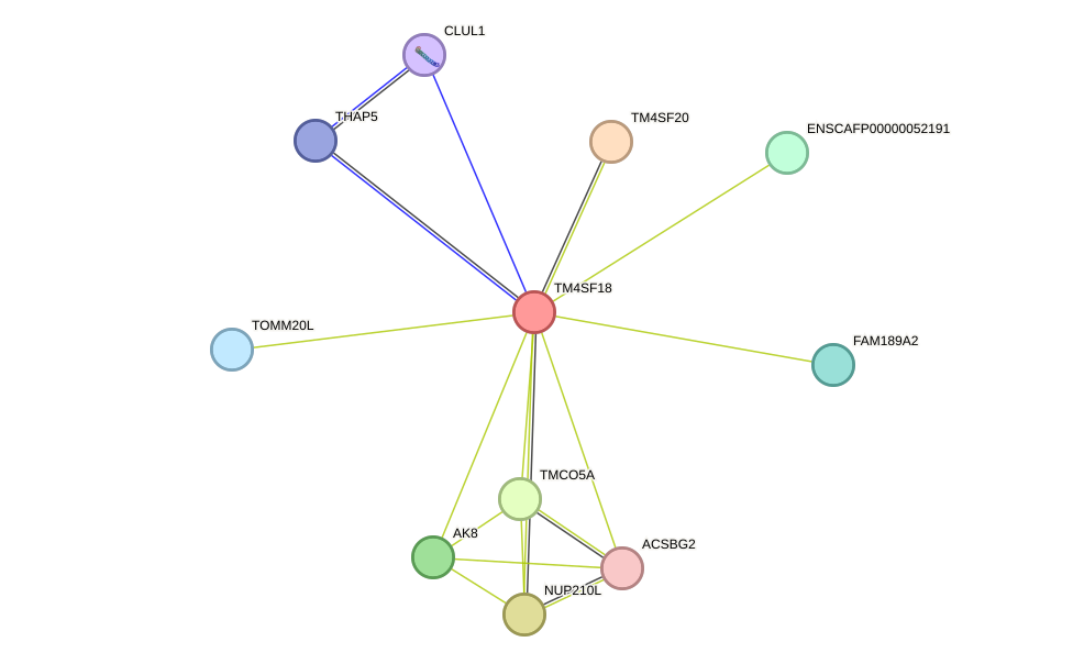 STRING protein interaction network