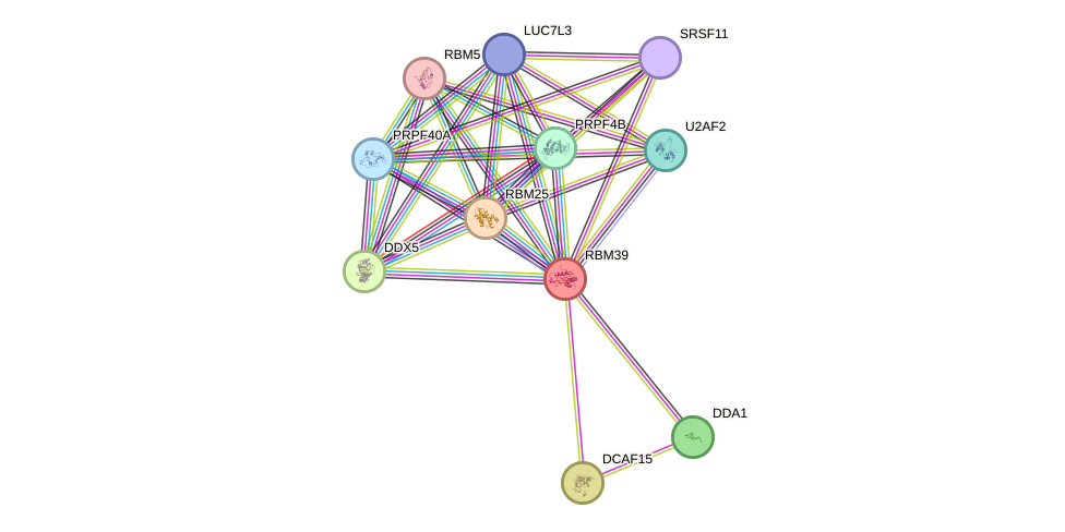 STRING protein interaction network