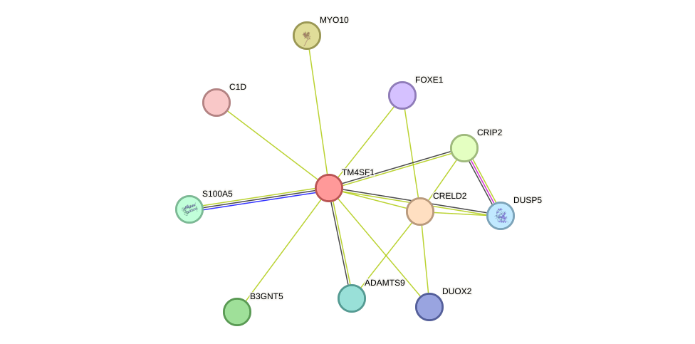 STRING protein interaction network