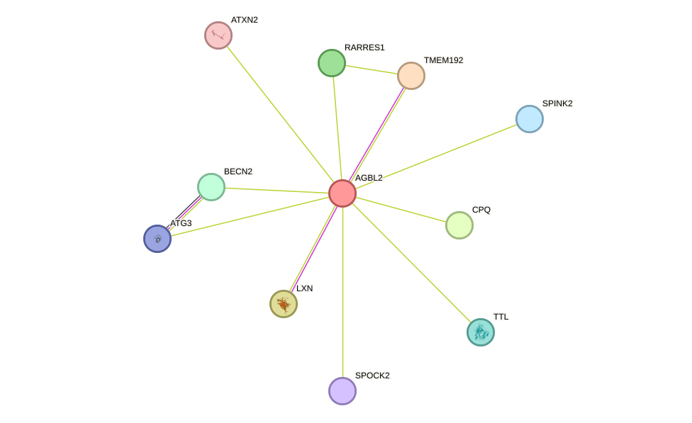 STRING protein interaction network