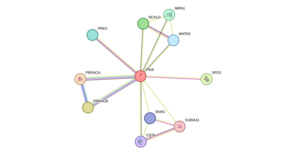 STRING protein interaction network