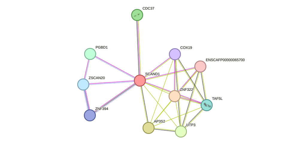 STRING protein interaction network