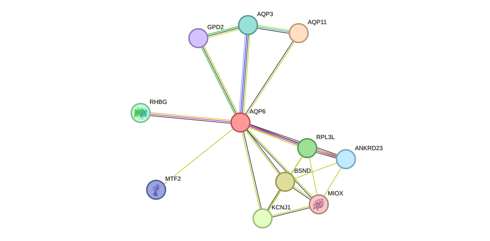 STRING protein interaction network