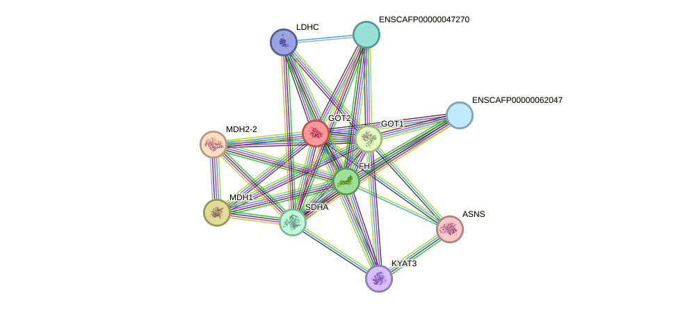 STRING protein interaction network