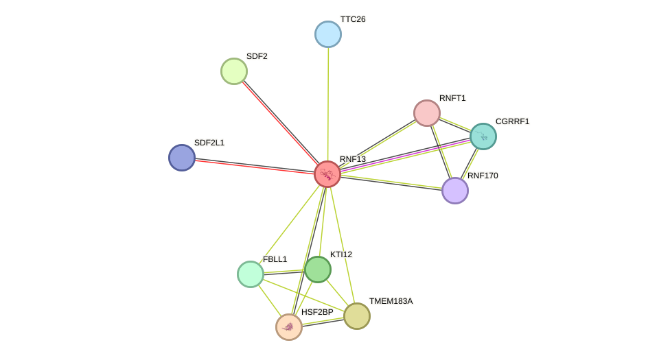 STRING protein interaction network